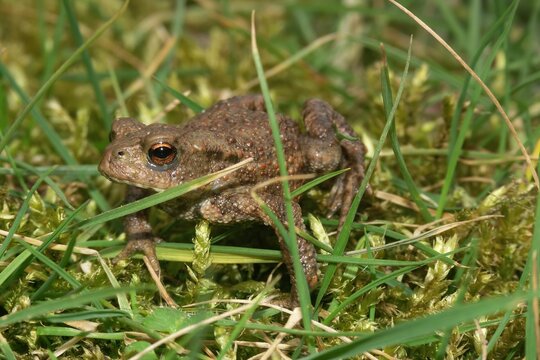 Cloaseup on a smalltoadlet of the Common European toad, Bufo bufo walking in the grass