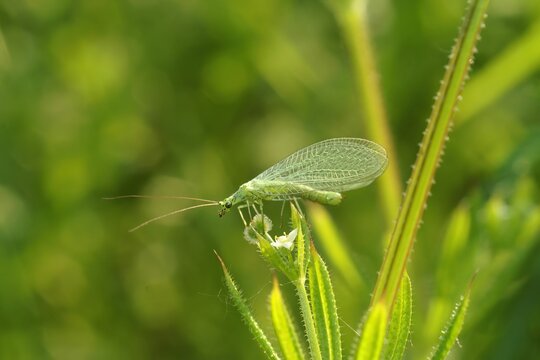 Closeup on a common green lacewing, Chrysoperla carnea, sitting in the vegetation