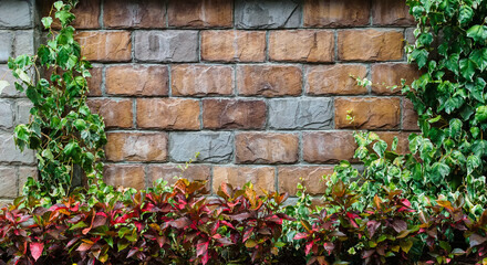brick wall and ivy, copy space in the center