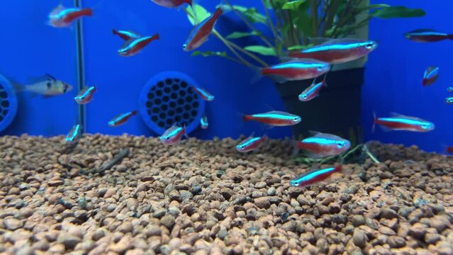 Many silvertip tetra fish slow motion in a store aquarium with blue background