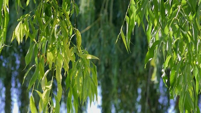 A shot of hanging willow leaves in an orchard.