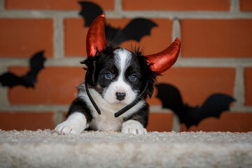 halloween scenes of portraits of very cute puppies. welsh corgi cardigan puppies. dog in carnival costume.
