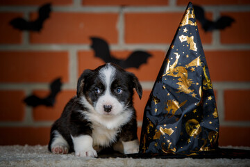 halloween scenes of portraits of very cute puppies. welsh corgi cardigan puppies. dog in carnival costume.