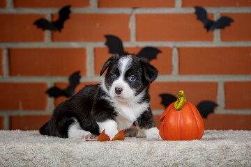 halloween scenes of portraits of very cute puppies. welsh corgi cardigan puppies. dog in carnival costume.