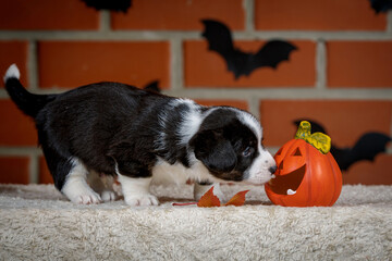halloween scenes of portraits of very cute puppies. welsh corgi cardigan puppies. dog in carnival costume.