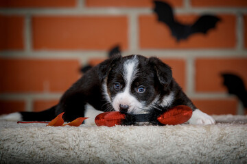 halloween scenes of portraits of very cute puppies. welsh corgi cardigan puppies. dog in carnival costume.