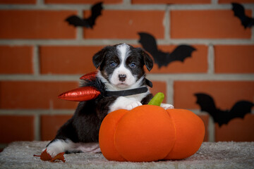 halloween scenes of portraits of very cute puppies. welsh corgi cardigan puppies. dog in carnival costume.