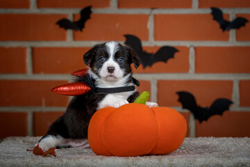 halloween scenes of portraits of very cute puppies. welsh corgi cardigan puppies. dog in carnival costume.