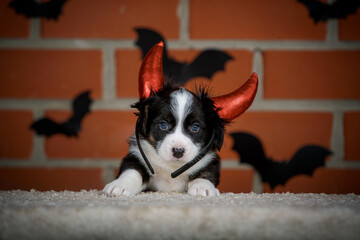 halloween scenes of portraits of very cute puppies. welsh corgi cardigan puppies. dog in carnival costume.