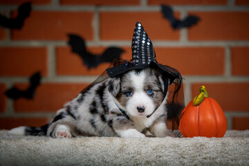 halloween scenes of portraits of very cute puppies. welsh corgi cardigan puppies. dog in carnival costume.