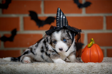 halloween scenes of portraits of very cute puppies. welsh corgi cardigan puppies. dog in carnival costume.