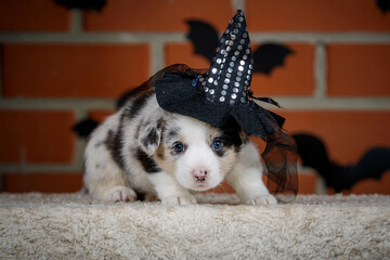 halloween scenes of portraits of very cute puppies. welsh corgi cardigan puppies. dog in carnival costume.