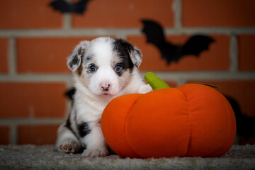 halloween scenes of portraits of very cute puppies. welsh corgi cardigan puppies. dog in carnival costume.
