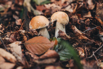 Finding beautiful Porcini mushrooms in the forest