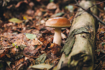 Finding beautiful Porcini mushrooms in the forest