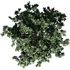 Southern Magnolia Tree – Top View © Elathi