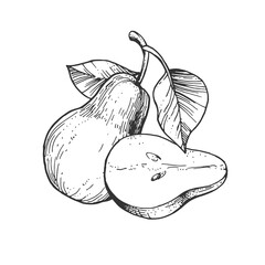 Vector illustration with pear fruits. Hand-drawn sketches. Vintage style engraving