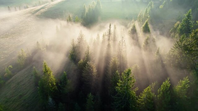 Flying over pine tree forest, warm golden sun rays break through trees and fog. Amazing foggy sunrise in the forest. Magnificent autumn morning in nature