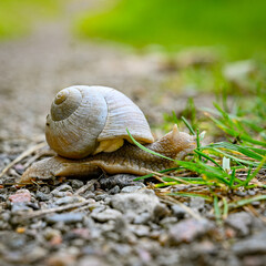 Roman snail gliding over gravel path to grass