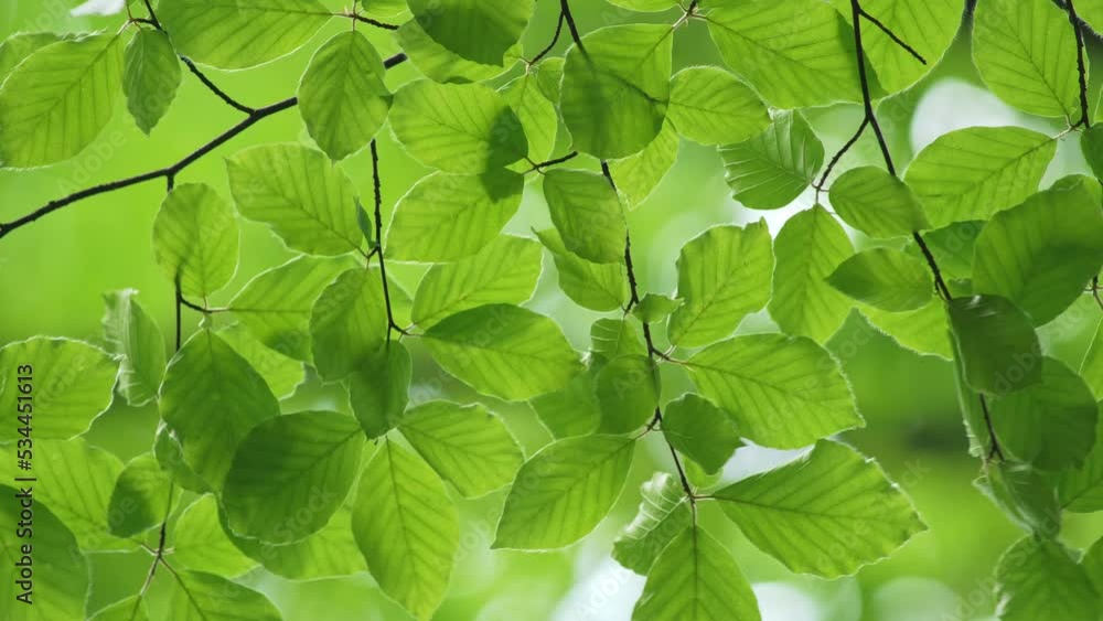 Poster fresh green leaves of the tree sway in the wind. green beech forest in summer. green leaves backgrou