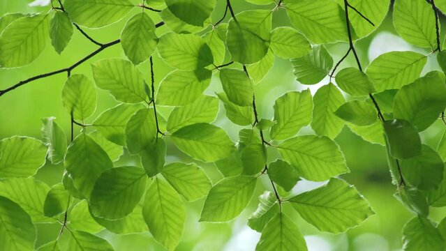 Fresh green leaves of the tree sway in the wind. Green beech forest in summer. Green leaves background