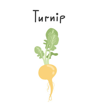 turnip illustration. Cartoon hand drawn illustration of root vegetable. Icon for menu, website, web, culinary publics.