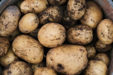Close up of fresh organic bio potatoes, crop in the farm