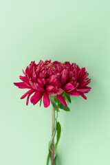 Red aster on a mint background. Place for text. Greeting card. Floral background. Style. View from above.
