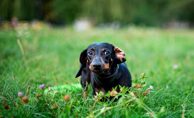A black dwarf dachshund dog looks away. A dog stands with its ear folded against a background of...