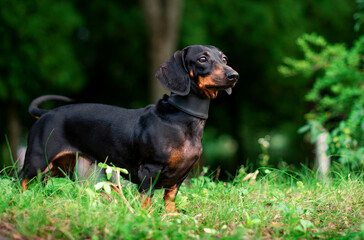 A black dwarf dachshund dog stands on a background of blurred green grass and trees. A beautiful dog has a collar around its neck. She looks away. The photo is blurred