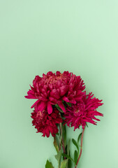 Bouquet of red asters on a mint background. Place for text. Greeting card. Floral background. Style. View from above.