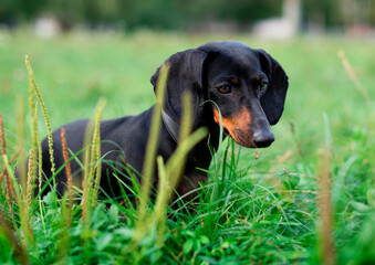A black dwarf dachshund dog looks to the side in the grass, looking for something. The dog is standing against a background of blurred green grass and trees. The photo is blurred