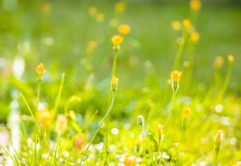 Solar background from a spring long young grass in the foreground. Young sprouts of unopened yellow...