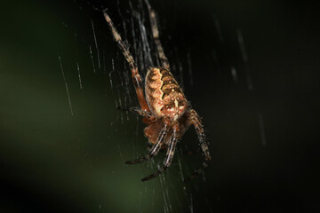 mangora acalypha spider macro photo