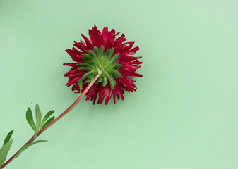 On a mint background, an inverted red aster. Horizontally. Place for text. Flower photo.
