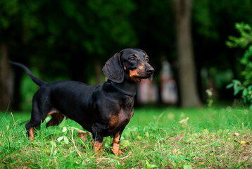 A black dwarf dachshund dog stands on a background of blurred green grass and trees. A beautiful dog has a collar around its neck. She looks away. The photo is blurred