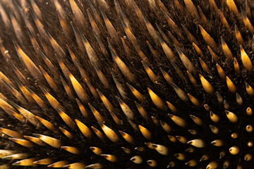A close up shallow depth of field macro photo of the hair and quill spines of an Australian monotreme echidna (Tachyglossidae)