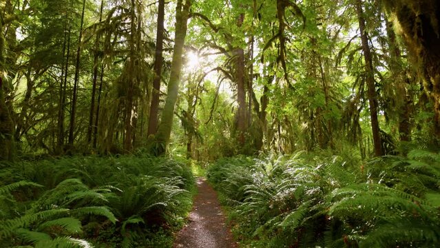 Camera moves along path among trees overgrown with moss and bushes. Rain forest in Olympic National Park, Washington, United States. 4K gimbal shot