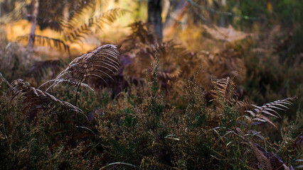 For&ecirc;t des Landes de Gascogne, avec sa flore opulente