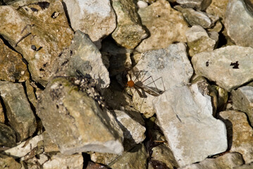 Zanzara con le uova tra le rocce in montagna