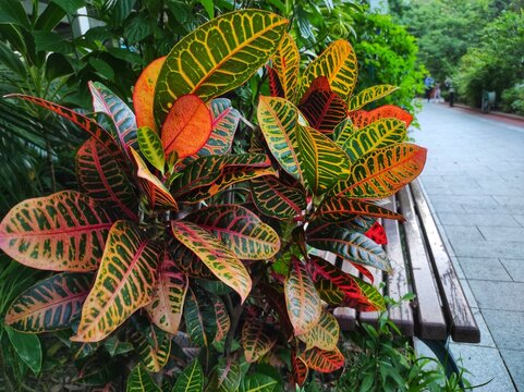 Codiaeum variegatum or Garden croton is a popular garden ornamental plant in the form of shrubs with very varied leaf shapes and colors.