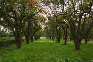 Fruit garden background. Old gardens at sunset. Rows of trees.