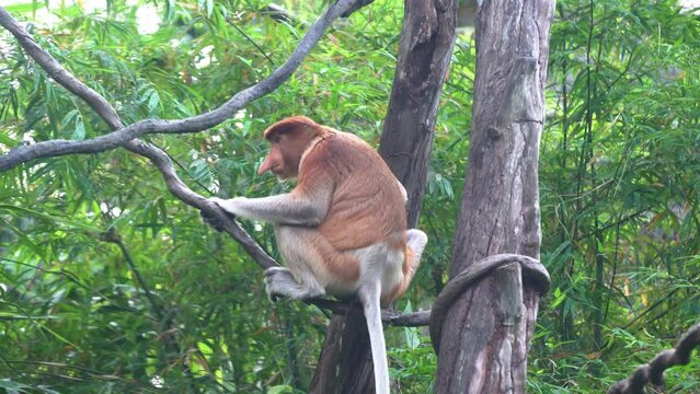 Long-nosed proboscis monkey, nasalis larvatus, climbing up on tree vine, asian squatting, urinating and taking a dump against leafy environment with leaves swaying in the background on a windy day.