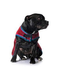 staffordshire bull terrier