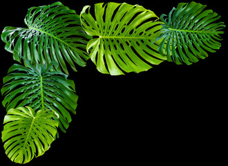 Cadre feuilles géantes de philodendron monstera deliciosa, fond noir 