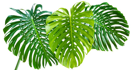 Feuilles géantes de philodendron monstera deliciosa, fond noir  © Unclesam