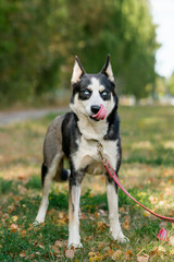 Pretty dog licking its nose with tongue