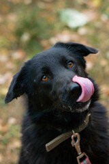 Pretty dog licking its nose with tongue