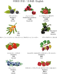 ブラックベリー, 黒苺, Amelanchier canadensis, 六月莓, liù yuè méi, Red Currant, 紅醋栗, Hóng cù lì, Saji, 沙棘, Shā jí, Ribes nigrum, 黑加仑, Hēi jiā lún, Strawberry, 草莓, Cǎo méi, Gooseberry, 醋栗, Cù lì, blueberry, 蓝莓, Lá