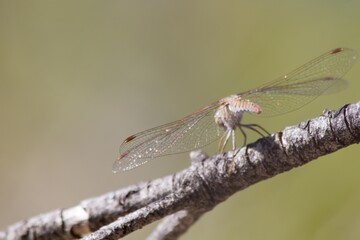 Sympetrum striolatum de espaldas posada en una rama con bonito bokeh